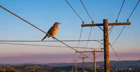 Foto: (Imagem sem texto alternativo disponivel ID [2754718])