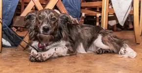 Socorro (SP) quer ser ‘a cidade mais pet friendly do Brasil’