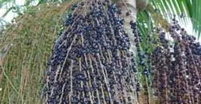 Foto: (Imagem sem texto alternativo disponivel ID [1894671])