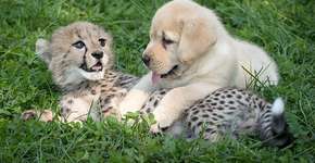 Guepardos são tão tímidos que estão recebendo apoio canino