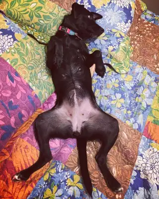 Veja alguns dos cães e gatos que já estão participando do #MostreABarriguinha!