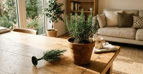 Foto: (Imagem sem texto alternativo disponivel ID [2770611])