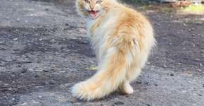 Gato miando muito: o que pode ser? 