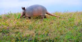 Foto: (Joesboy/istock)