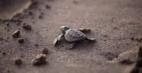 Tartarugas ameaçadas de extinção são queimadas até a morte em praia