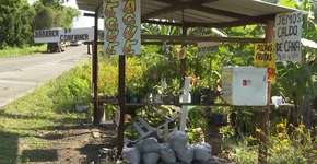 Barraca da Confiança: agricultora cria loja onde clientes fazem a compra sozinhos