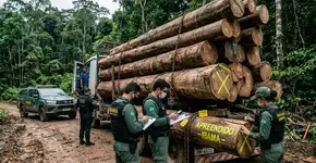 Uma operação ilegal é descoberta no fundo da floresta, e a descoberta de árvores derrubadas sem permissão reacende uma guerra silenciosa contra os últimos pulmões verdes restantes