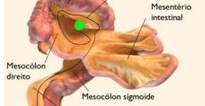 Saiba onde fica o mesentério, ‘novo’ órgão do corpo humano