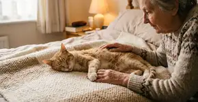 Seu gato está ficando mais perto de você do que o normal e você acha isso fofo: veterinários interpretam isso de uma maneira diferente