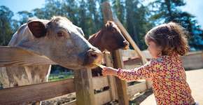 Guia vegetariano para crianças reúne orientações e receitas