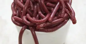 Assustadoras e deliciosas: aprenda a fazer minhocas de gelatina (goma)