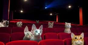 “Cat cinema” tem filmes na companhia de gatos