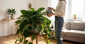 Foto: (Imagem sem texto alternativo disponivel ID [2711523])