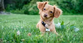 Foto: (Brycia James Kiewlak)