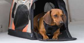Como viajar com seu animal de estimação