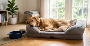 O veterinário explica: este é o tempo máximo que seu cachorro pode ficar sozinho em casa