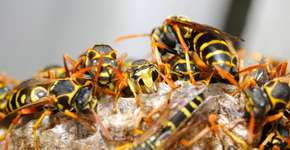 Homem morre após ser picado por vespa asiática no trabalho