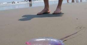 Caravelas-portuguesas assustam banhistas em SP; elas são perigosas