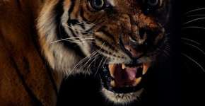 Foto: (Imagem sem texto alternativo disponivel ID [1866639])