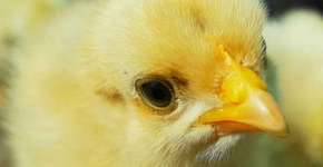 Patos e pintinhos recém-nascidos são enviados pelo correio