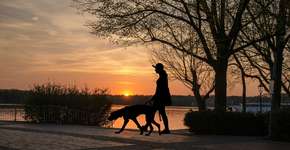 5 hotéis e pousadas pet friendly para se divertir