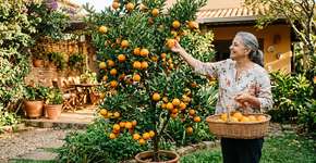 Árvores frutíferas fáceis de cuidar, incríveis para ter no jardim e colher diretamente da árvore