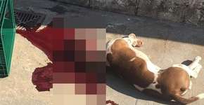 Policiais são denunciados por morte de cachorro em SP