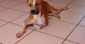 Cão some por 5 meses e é encontrado comendo pipoca no cinema