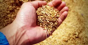 Foto: (Imagem de 41330 por Pixabay)