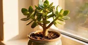 Muitas pessoas plantam uma “árvore do dinheiro” em casa. Portanto, saiba o que você está regando e cultivando