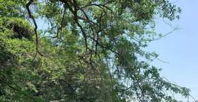 A praia que parece mentira no Saco do Mamanguá (mas é real e você pode ir)