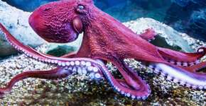 Foto: (Imagem sem texto alternativo disponivel ID [2634425])