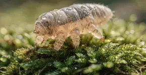 Foto: (Imagem sem texto alternativo disponivel ID [2710595])