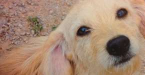 Crueldade animal: cães são encontrados mortos em potes de vidro