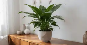 Foto: (Imagem sem texto alternativo disponivel ID [2743872])