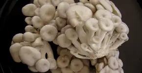 Foto: (JCGuimaraes/Pixabay)