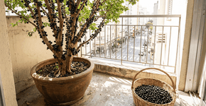 Foto: (Imagem sem texto alternativo disponivel ID [2748730])