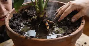 Foto: (Imagem sem texto alternativo disponivel ID [2701515])