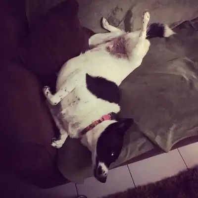 Veja alguns dos cães e gatos que já estão participando do #MostreABarriguinha!