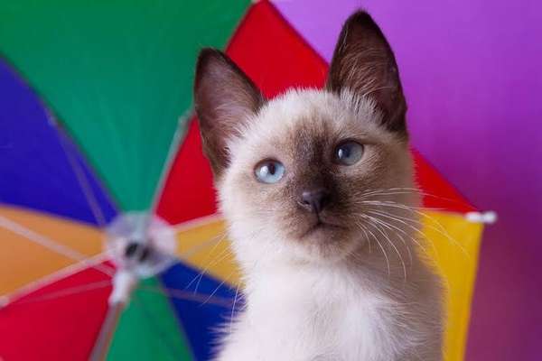 Os gatinhos resgatados pela Catland