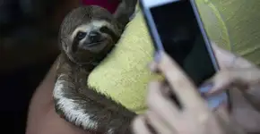 Selfies com animais silvestres ameaçam espécies na Amazônia