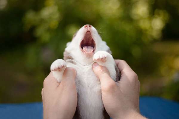 Fotógrafa registra cães da raça husky siberiano