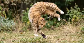 Um estudo japonês enfim esclarece detalhadamente como felinos quase sempre caem sobre as patas, e o mistério reside em uma região bastante específica e maleável da coluna