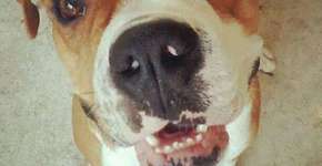 Página criada no Facebook conta histórias de animais que seriam sacrificados