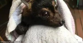 Australiana dedica a vida a resgatar e salvar a vida de morcegos