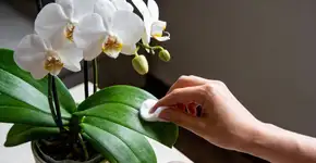 Foto: (Imagem sem texto alternativo disponivel ID [2693591])