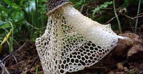 O curioso caso do cogumelo que pode provocar orgasmos