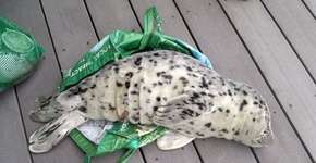 Foto: (Imagem sem texto alternativo disponivel ID [1104076])