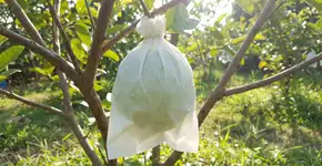 Foto: (Imagem sem texto alternativo disponivel ID [2785753])