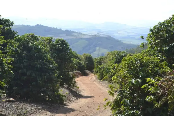 Parte do passeio é feito por cafezais na zona rural de Serra Negra